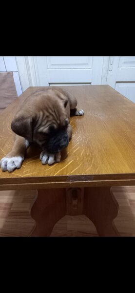 Cinci pui Cane Corso isi cauta o noua casa.