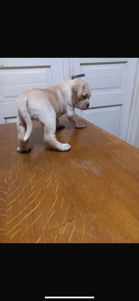 Cinci pui Cane Corso isi cauta o noua casa.