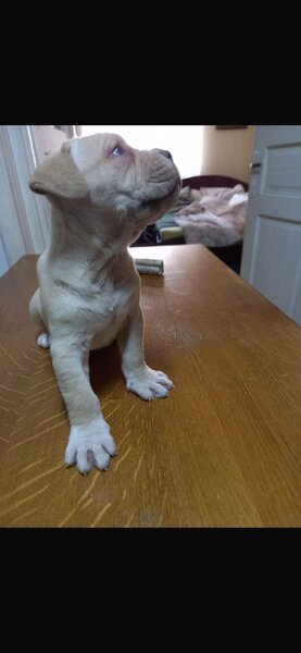 Cinci pui Cane Corso isi cauta o noua casa.