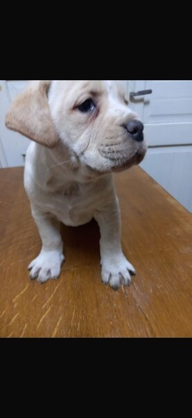 Cinci pui Cane Corso isi cauta o noua casa.