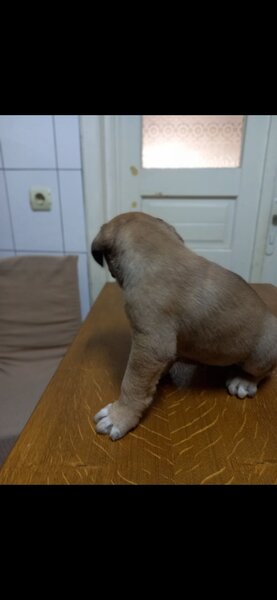Cinci pui Cane Corso isi cauta o noua casa.