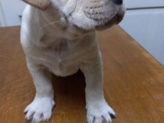 Cinci pui Cane Corso isi cauta o noua casa